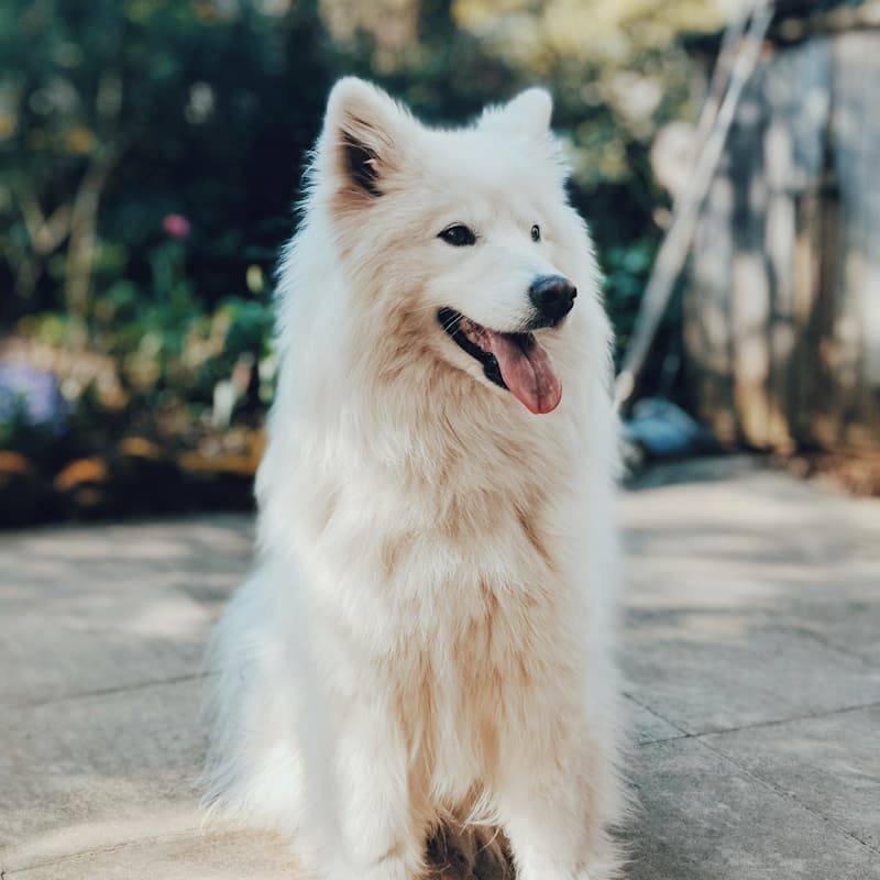 Buddy — rescue dog